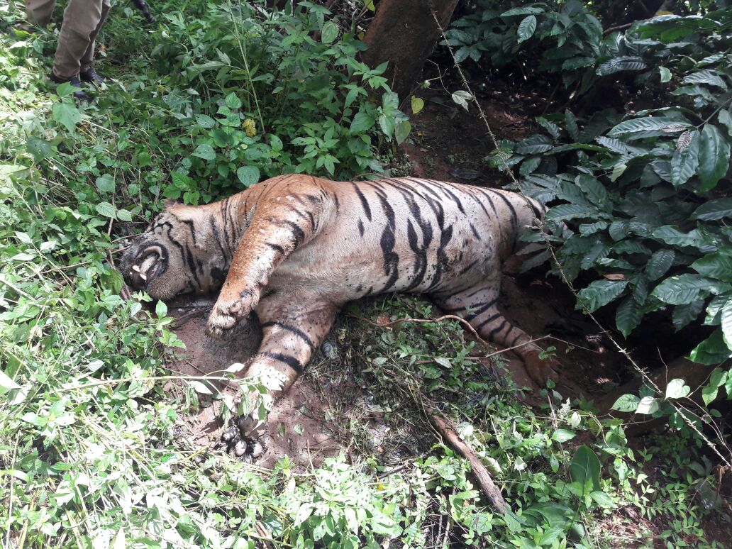ಮಡಿಕೇರಿ: ಕಾಫಿ ತೋಟದಲ್ಲಿ ಹುಲಿಯ ಮೃತ ದೇಹ ಪತ್ತೆ